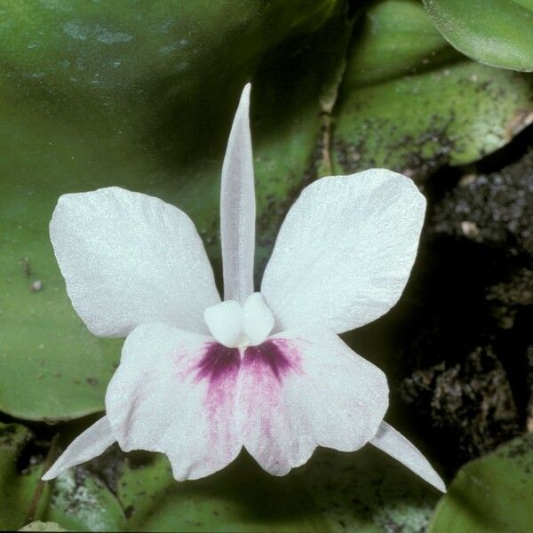 Kaempferia galanga Flower