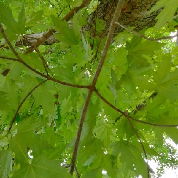 Acer saccharinum Други