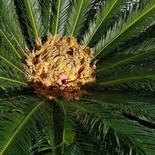 Cycas revoluta फल