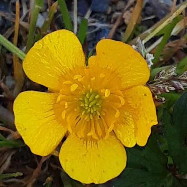 Ranunculus repens Fleur