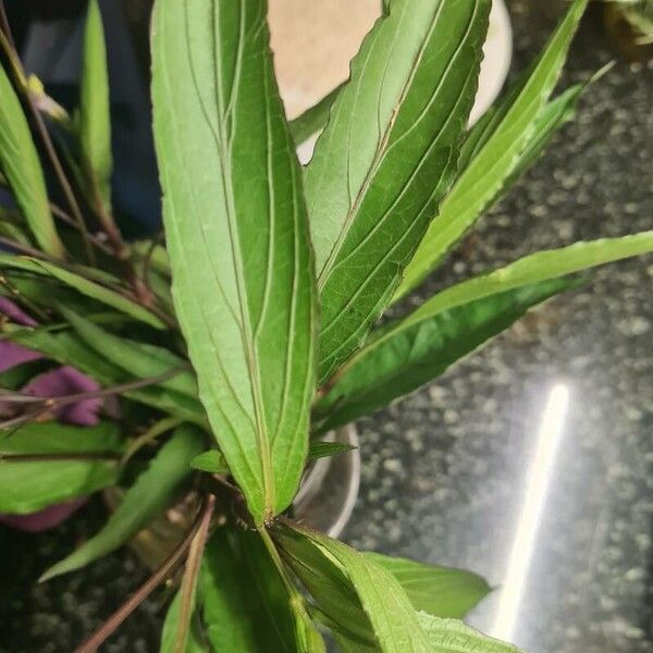 Ruellia simplex পাতা