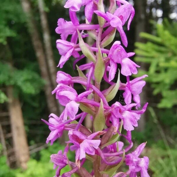 Gymnadenia densiflora Flower