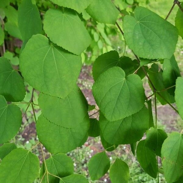 Cercidiphyllum japonicum Yaprak