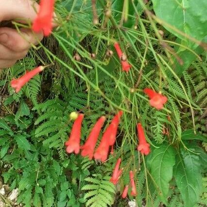 Russelia coccinea Flor