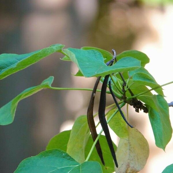 Catalpa ovata ഫലം