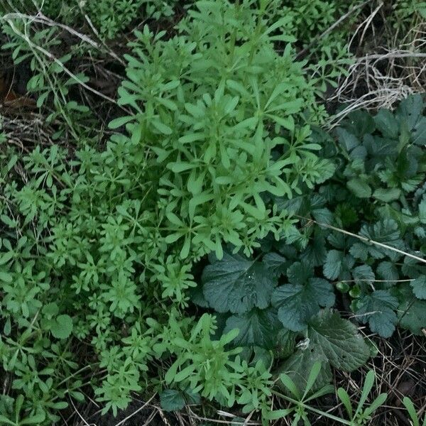 Galium verrucosum Feuille