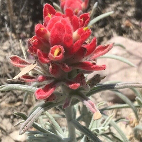 Castilleja arachnoidea Žiedas