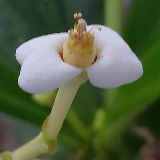 Euphorbia lophogona Floare