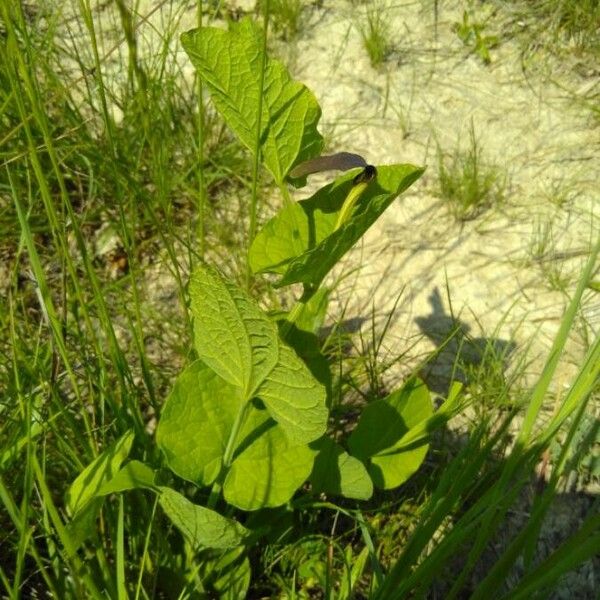 Aristolochia rotunda 形態