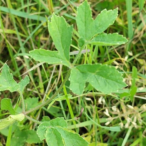 Heracleum sibiricum Folla