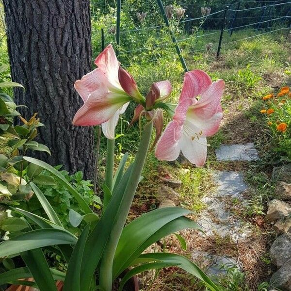 Hippeastrum reginae Квітка