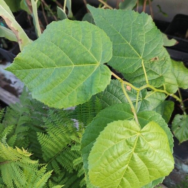 Tilia x europaea Leaf