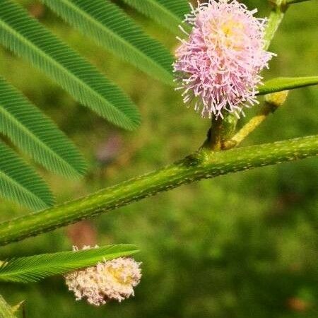 Mimosa pigra Flower