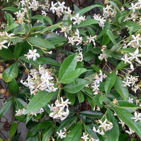 Trachelospermum jasminoides Lehti