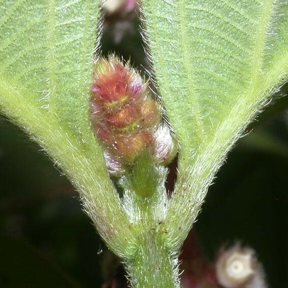 Miconia nervosa Rinde