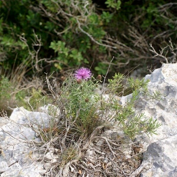 Centaurea corymbosa Costuma