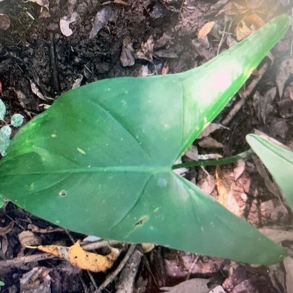 Peltandra virginica Leaf