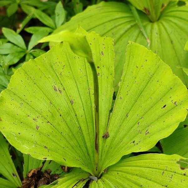 Cypripedium formosanum 整株植物