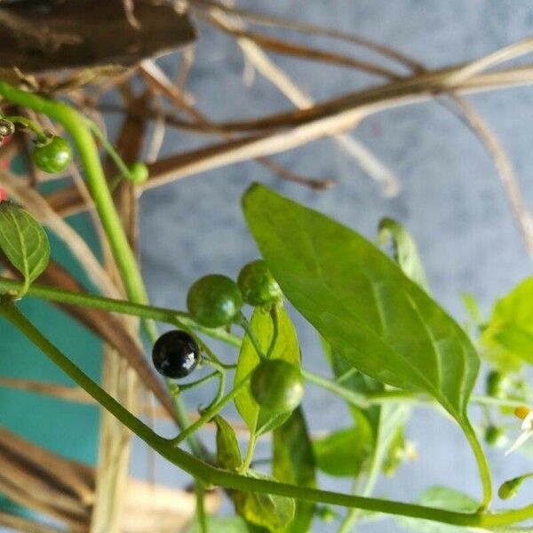 Solanum americanum Fruto