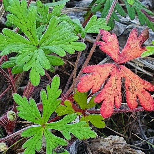 Geranium elamellatum Лист