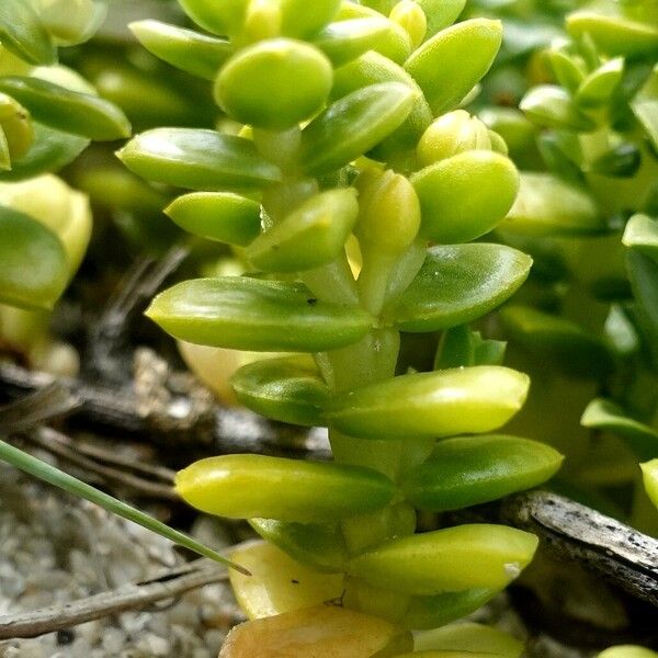 Honckenya peploides Habit