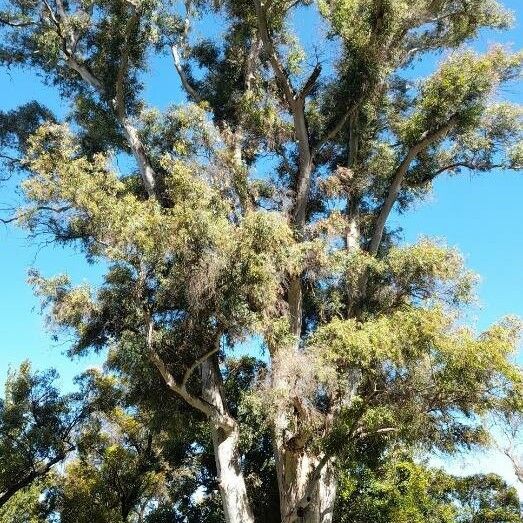 Eucalyptus tereticornis 形態