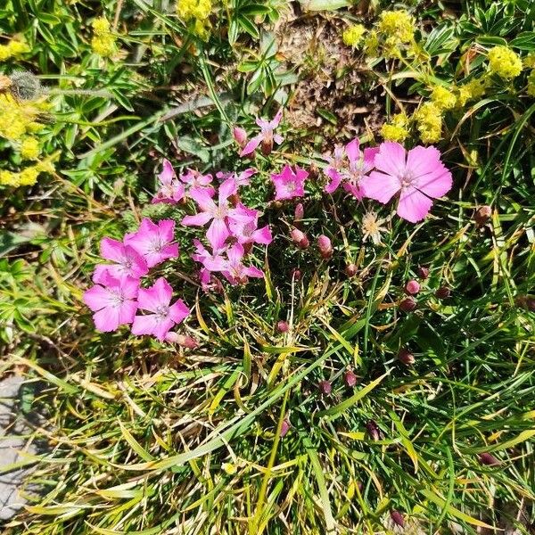 Dianthus pavonius Flower