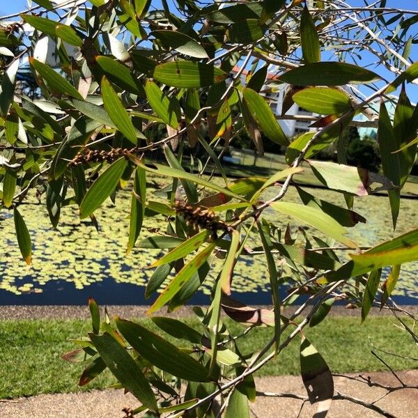 Melaleuca quinquenervia Лист