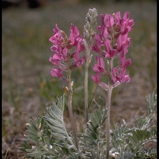 Oxytropis lambertii অভ্যাস