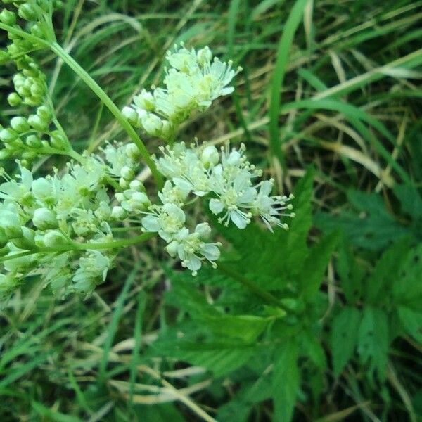 Filipendula ulmaria Floro