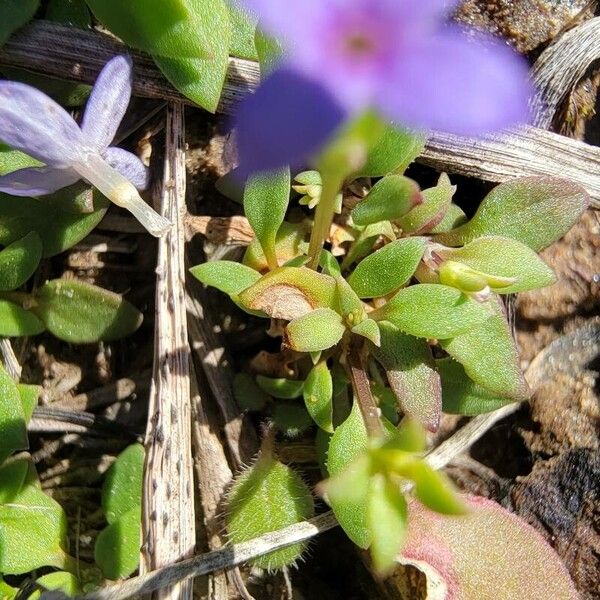 Houstonia pusilla Leaf