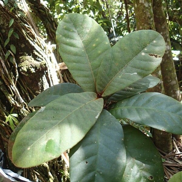 Planchonella roseoloba Yaprak