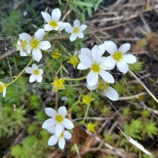 Saxifraga fragosoi Çiçek