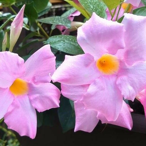 Mandevilla laxa Flower