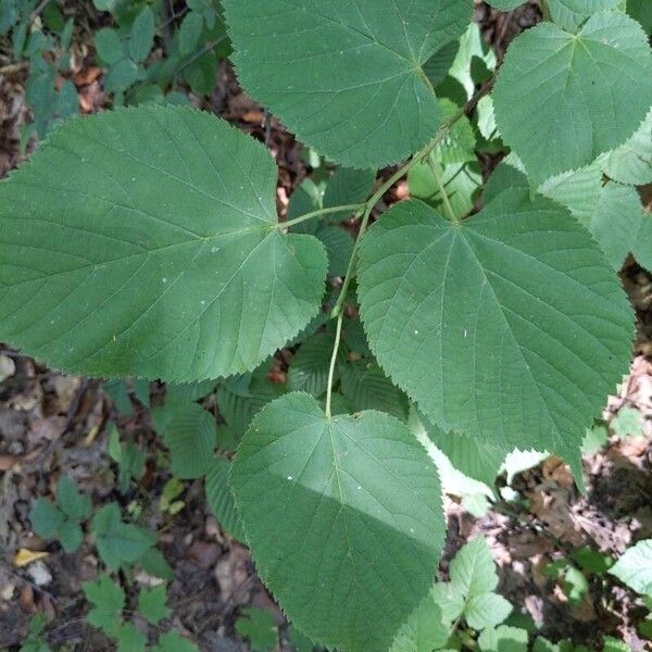 Tilia americana ഇല