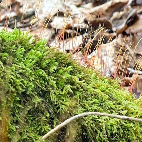 Saxifraga bronchialis Habitus