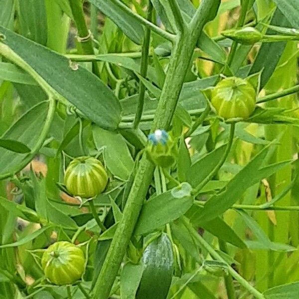 Linum bienne Flower