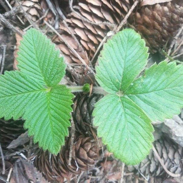 Fragaria moschata Φύλλο