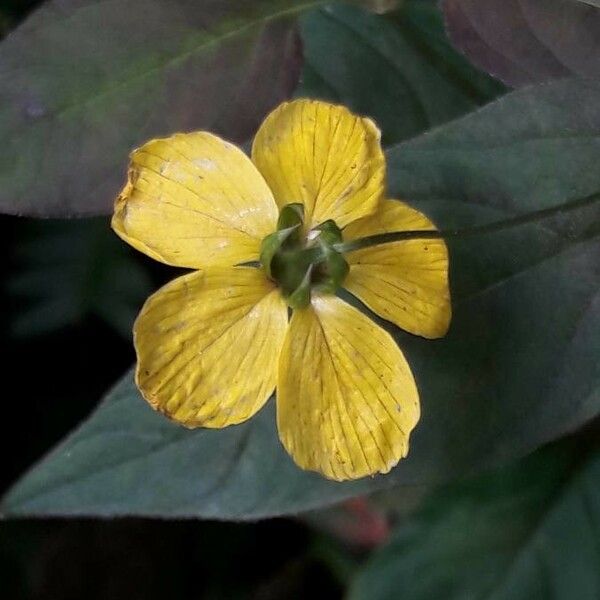 Lysimachia ciliata 花