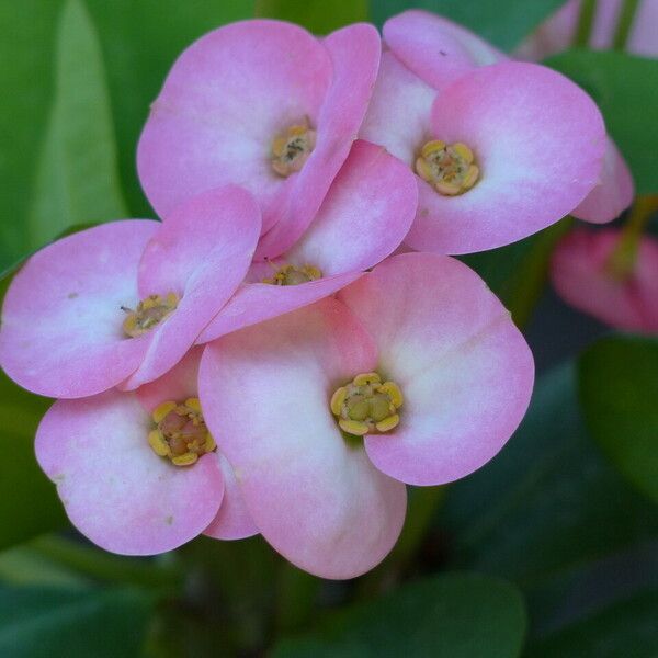 Euphorbia lophogona Flower