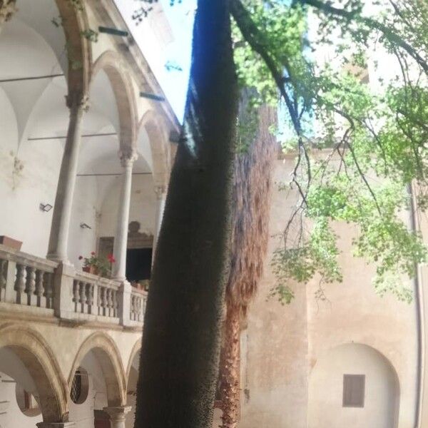 Ceiba speciosa Plante entière