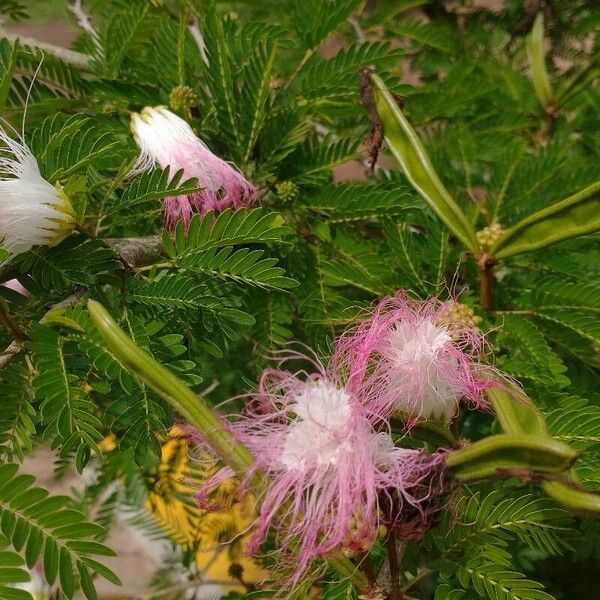 Calliandra surinamensis फूल