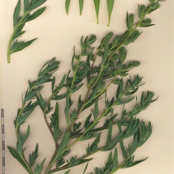 Bassia hyssopifolia Muu