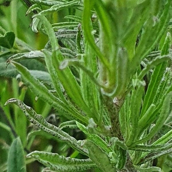 Helichrysum glumaceum Blad