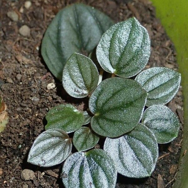 Peperomia albovittata Leaf