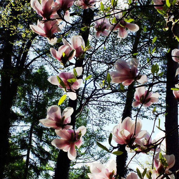 Magnolia × soulangeana Blomst