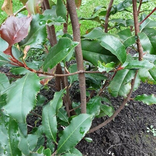 Photinia serratifolia Coajă