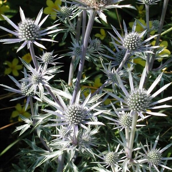 Eryngium bourgatii Buveinė