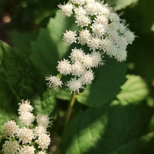 Symphyotrichum cordifolium Квітка