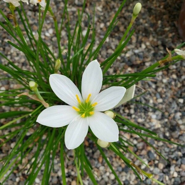 Zephyranthes candida Flors